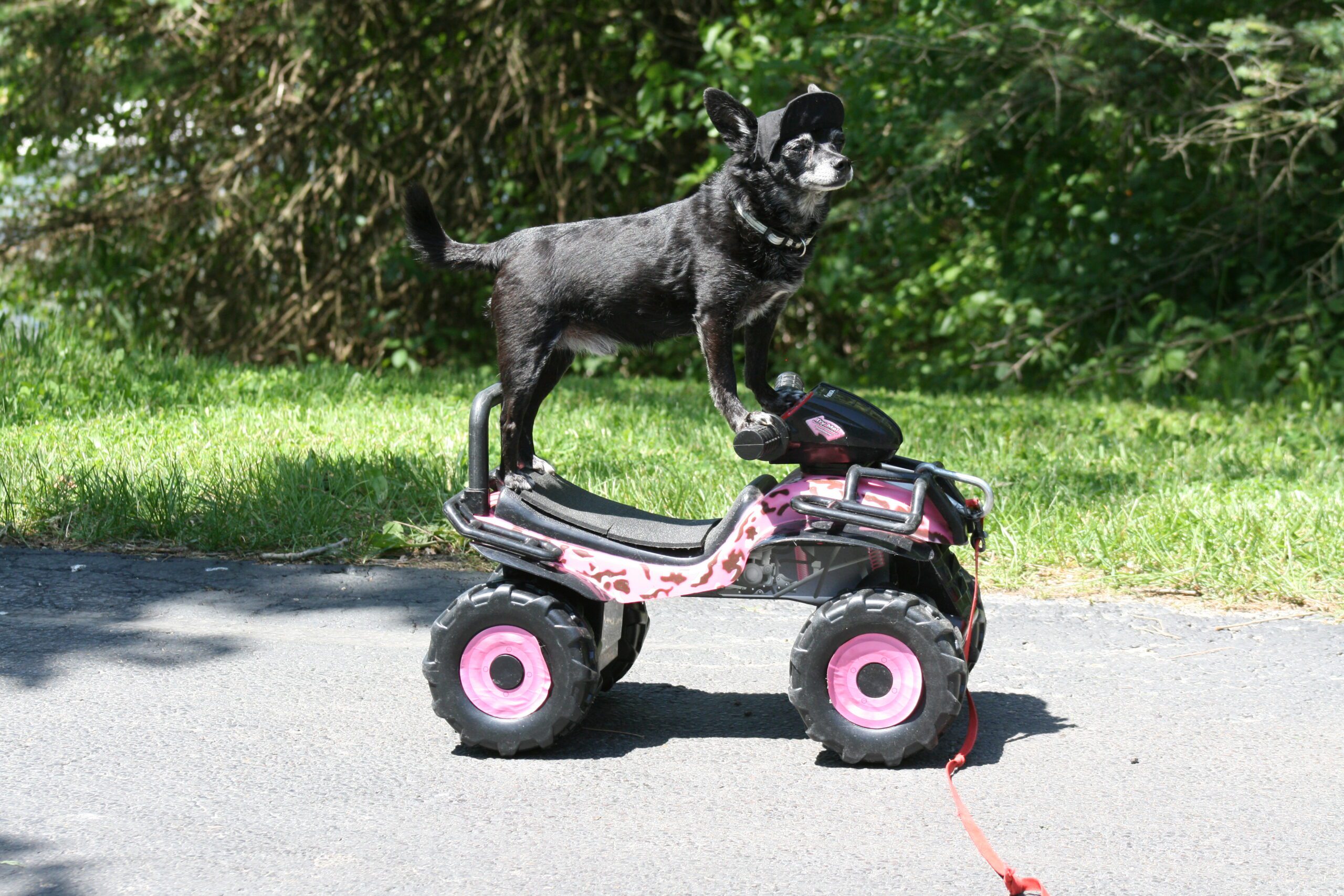 Glep Riding Dog Dog Boarding & Doggy Daycare Photo Gallery | McHenry, IL | Gypsy Glen ...