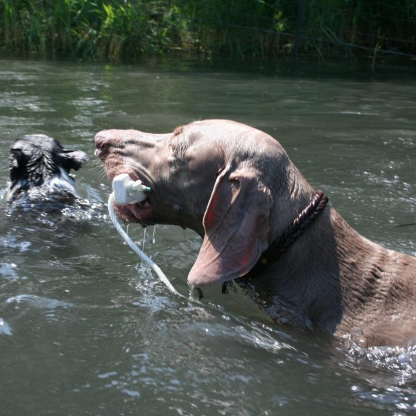 dog-boarding-training-mchenry-il-125